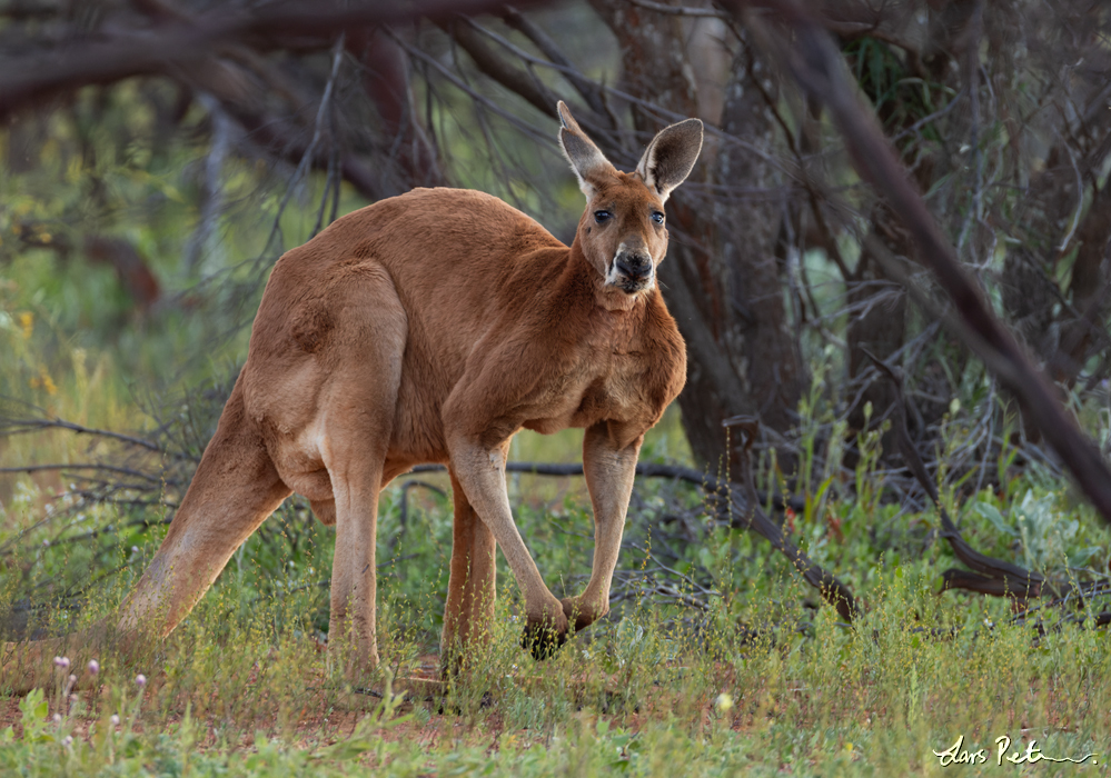 Red Kangaroo