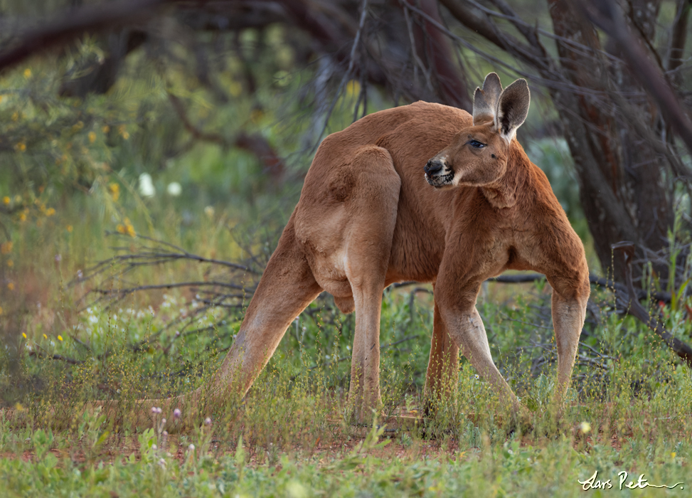 Red Kangaroo