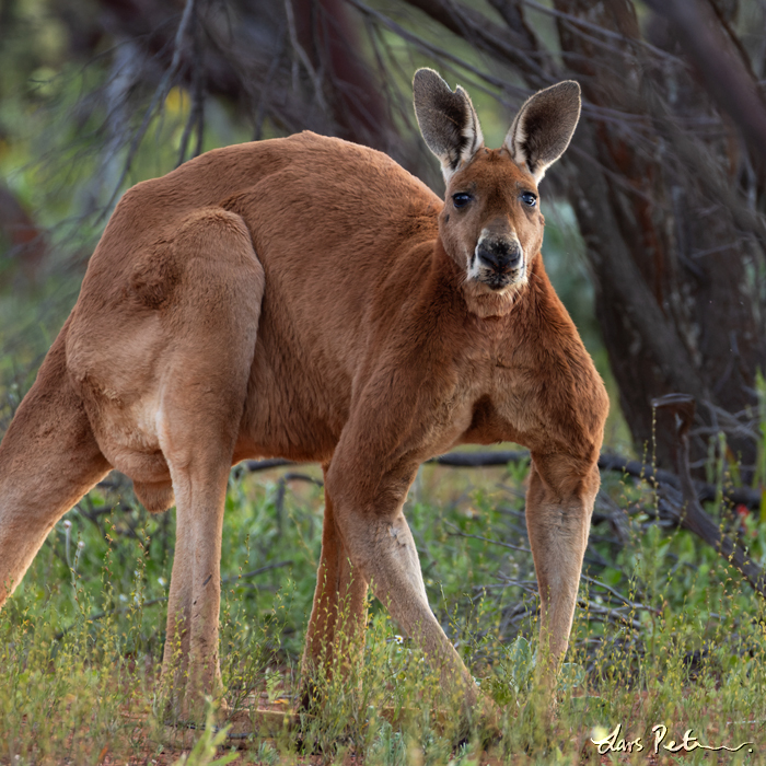 Red Kangaroo