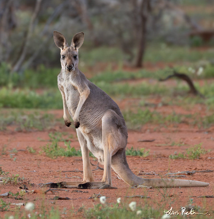 Red Kangaroo