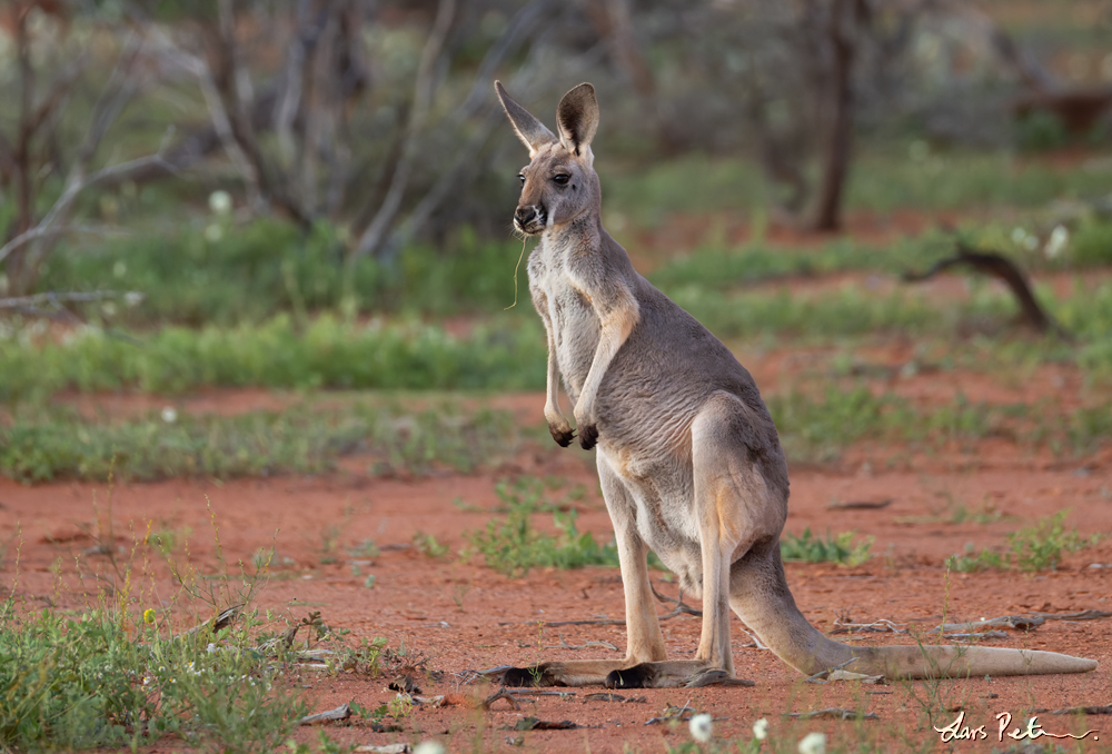 Red Kangaroo