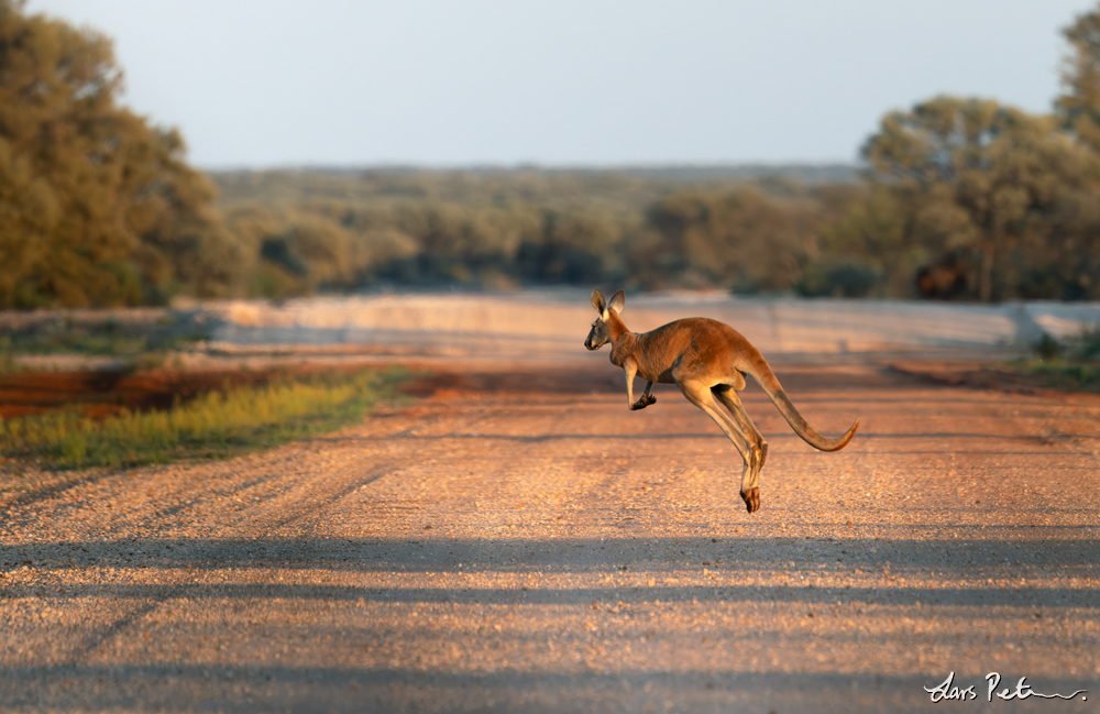 Red Kangaroo