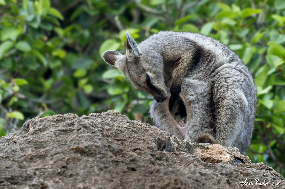 Black-flanked Rock Wallaby