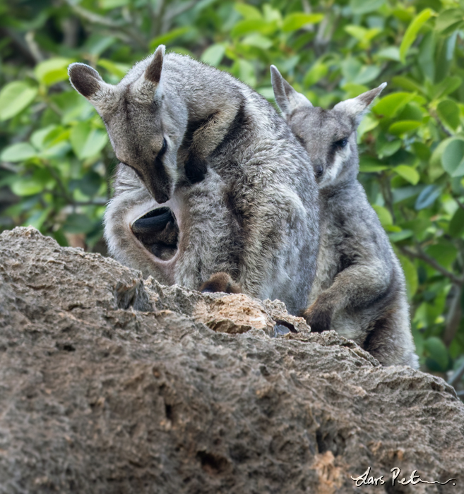 Black-flanked Rock Wallaby