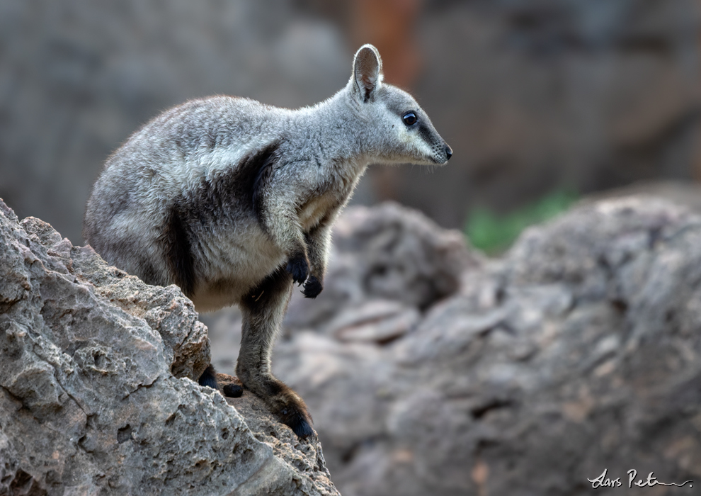 Black-flanked Rock Wallaby