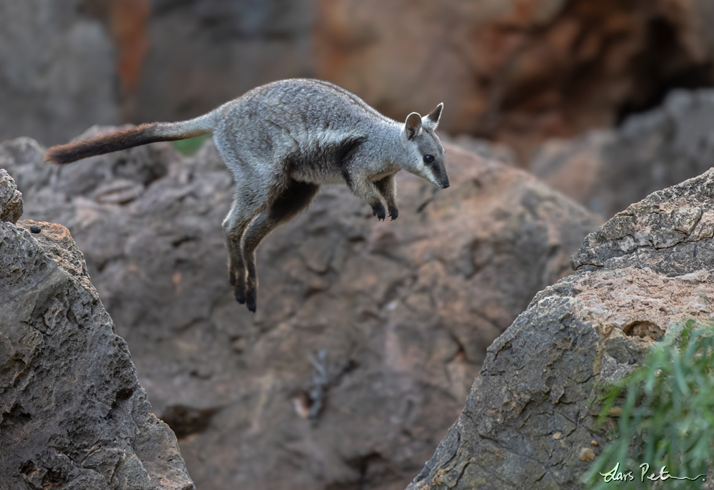 Black-flanked Rock Wallaby