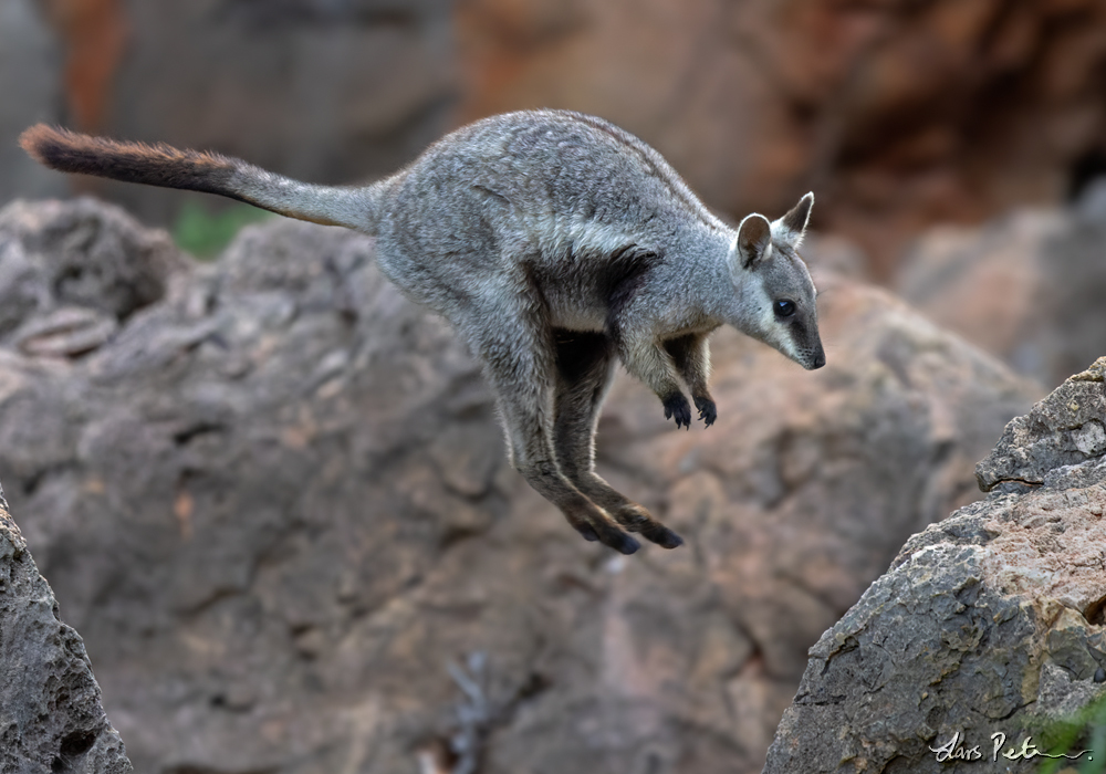 Black-flanked Rock Wallaby