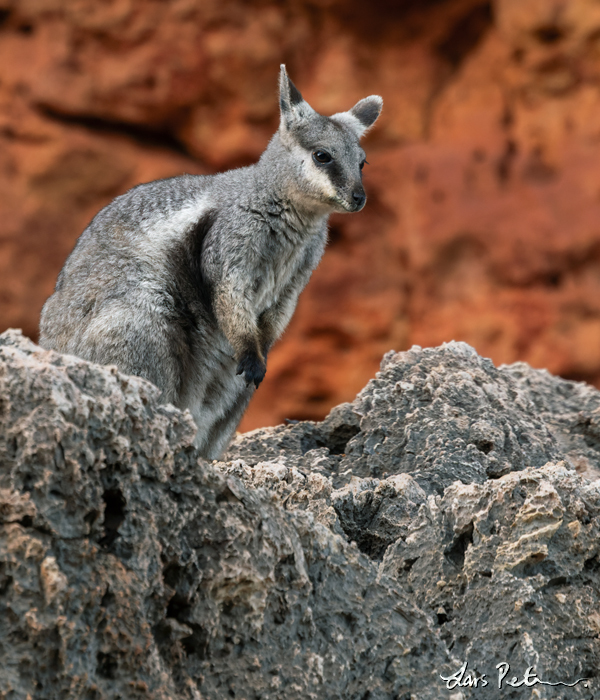 Black-flanked Rock Wallaby