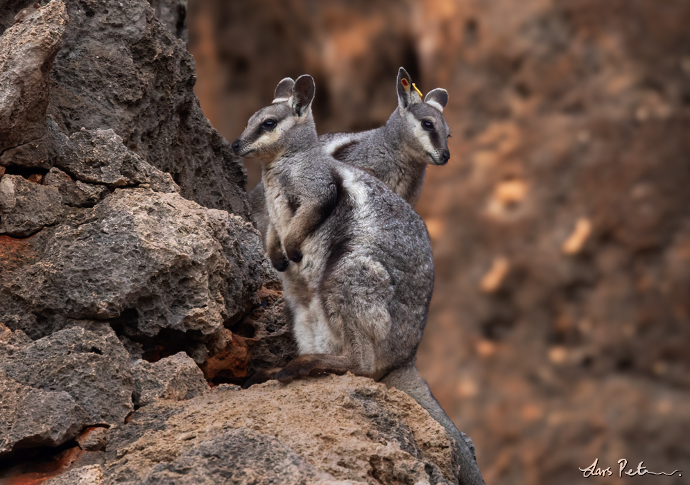 Black-flanked Rock Wallaby