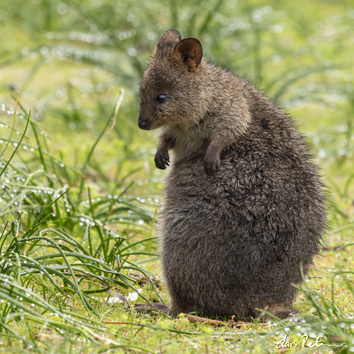 Quokka