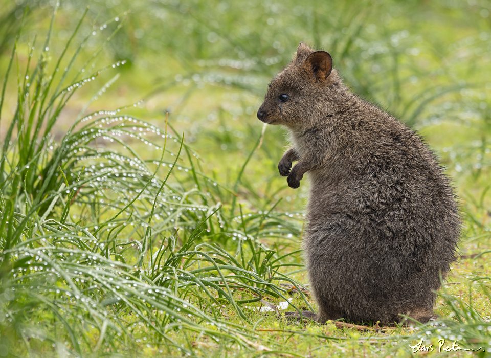 Quokka