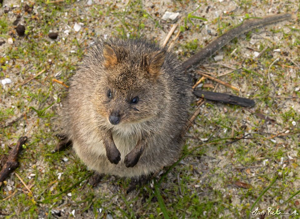 Quokka