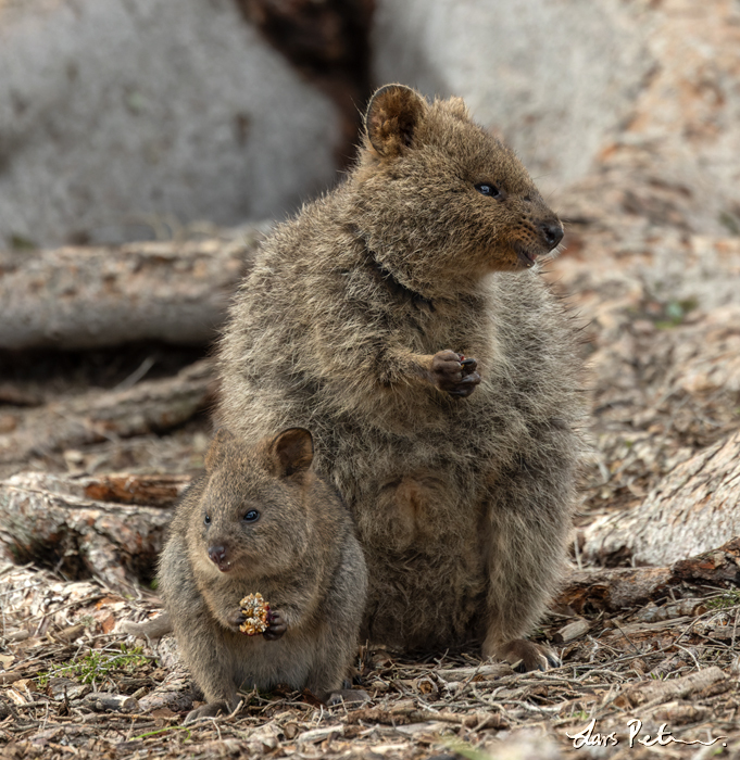 Quokka