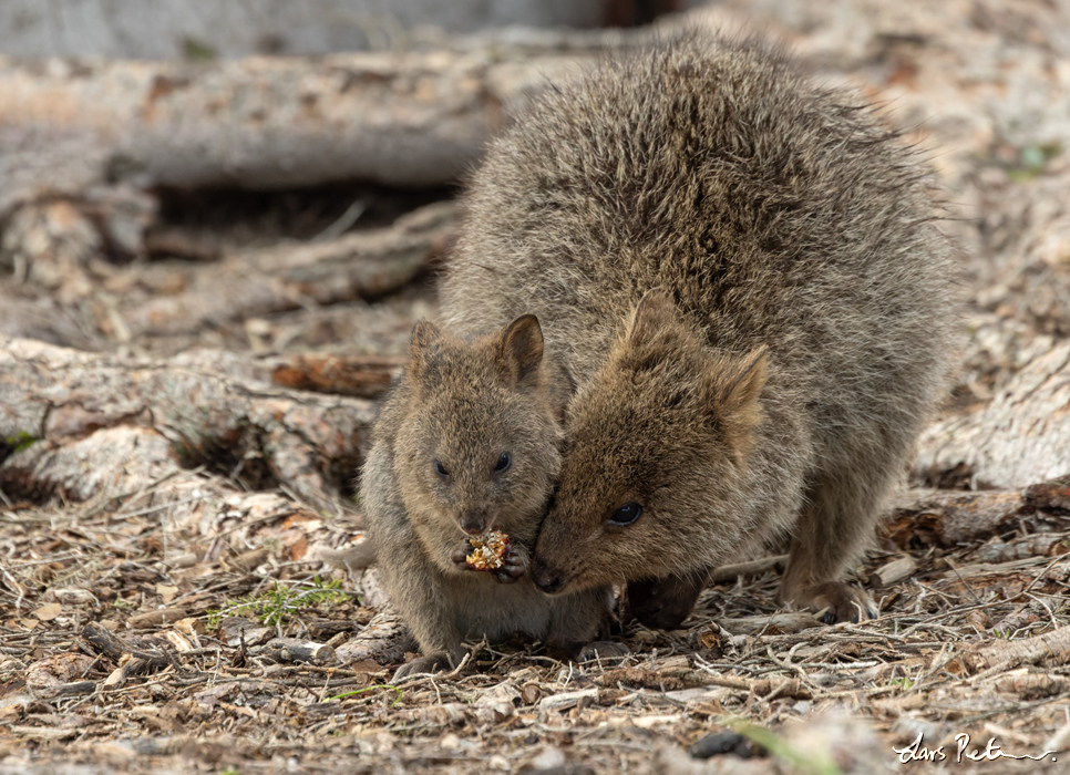 Quokka