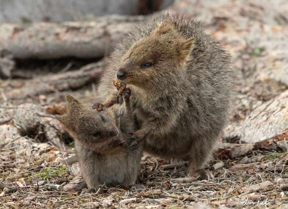 Quokka