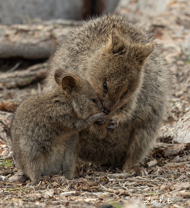 Quokka