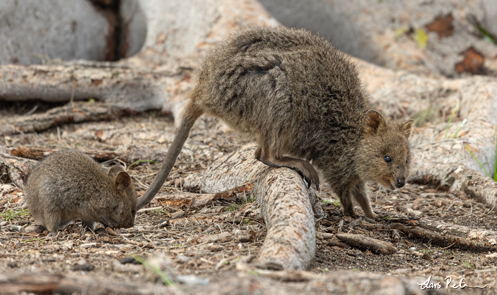 Quokka