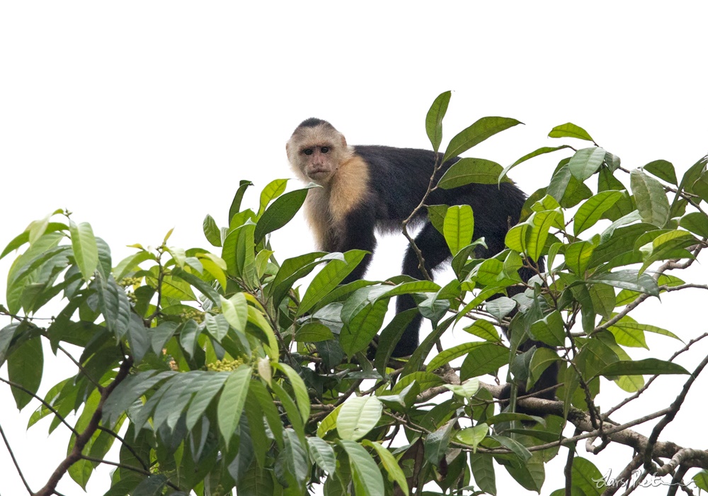 Colombian White-faced Capuchin