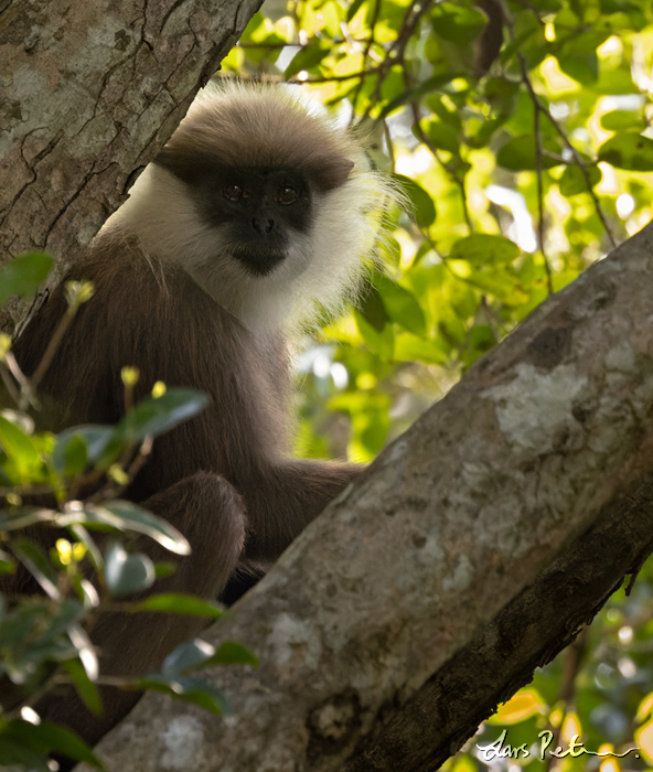 Purple-faced Lutung