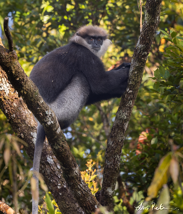 Purple-faced Lutung