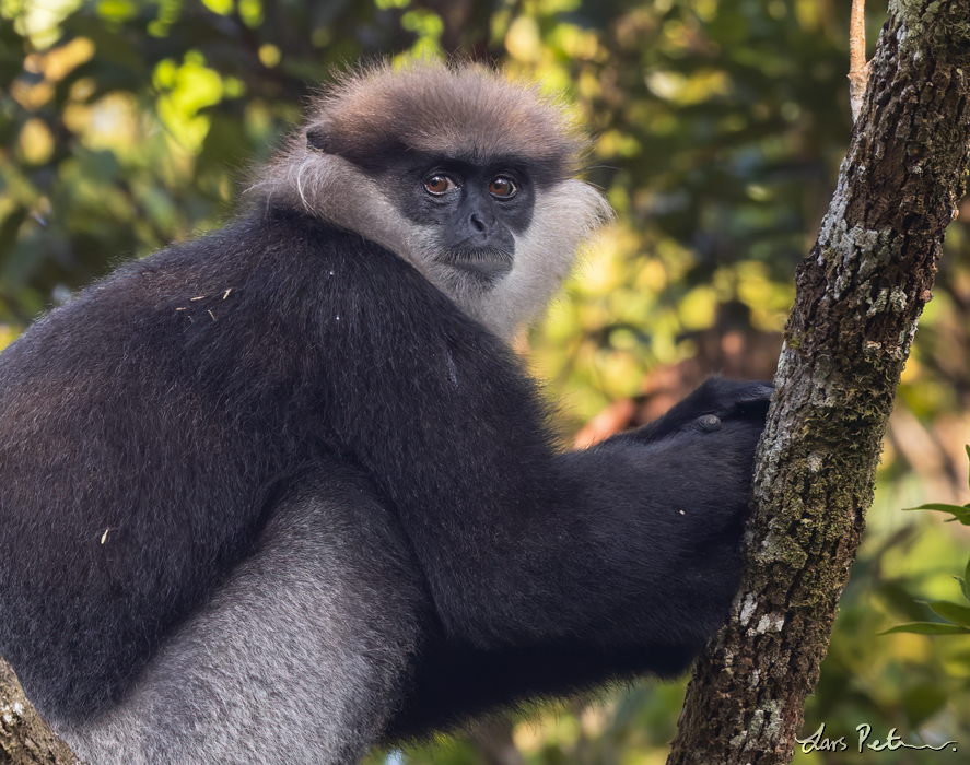 Purple-faced Lutung