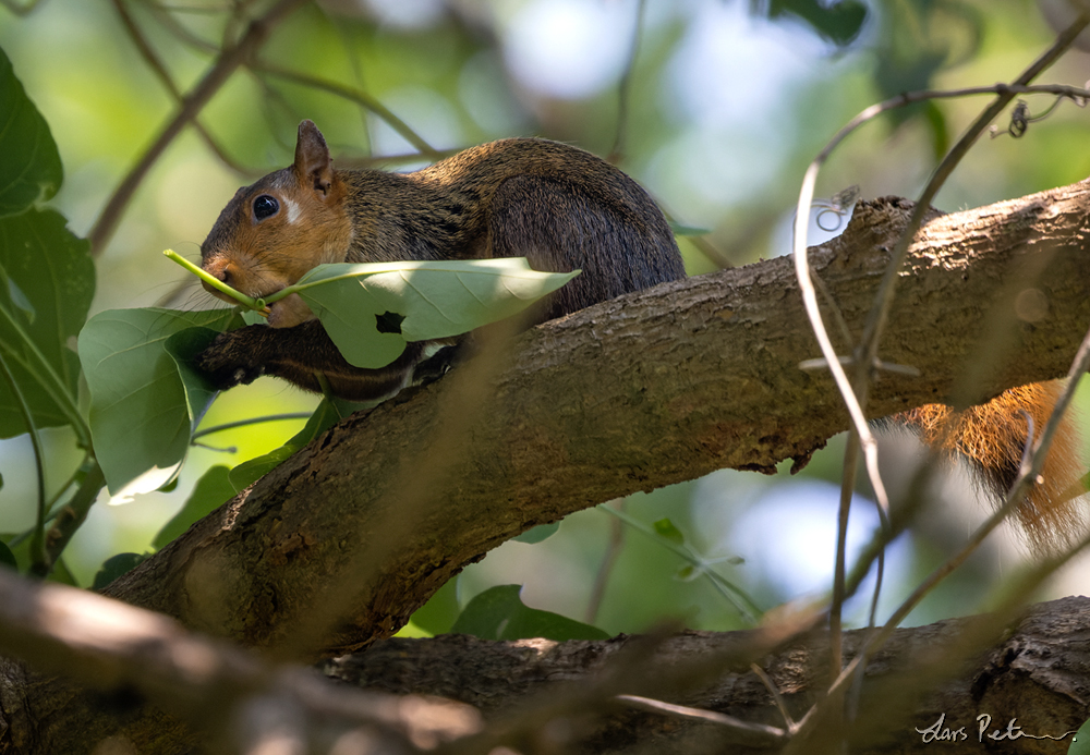 Southern Amazon Red Squirrel