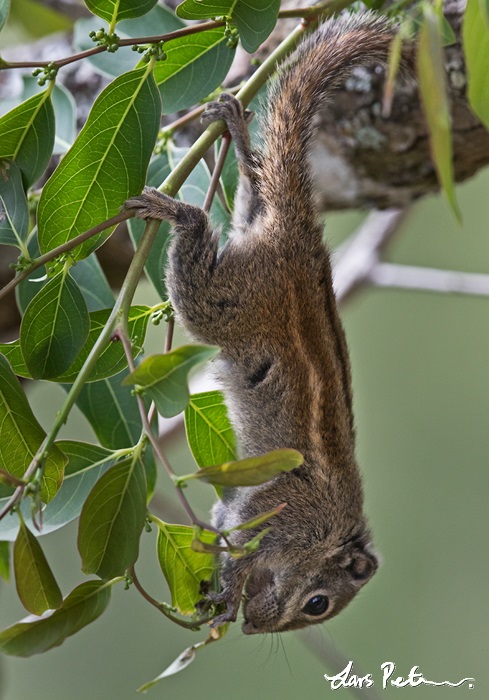 Cambodian Striped Squirrel