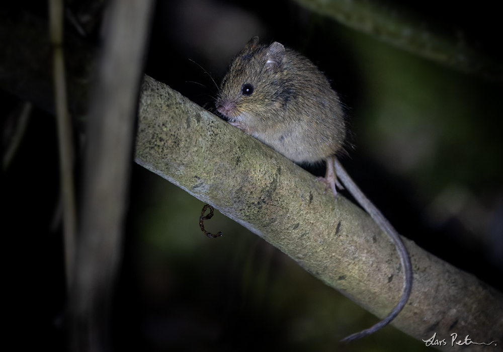 Northern Birch Mouse