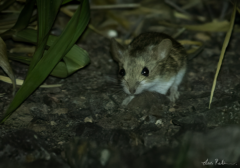 Pearson's Chaco Mouse