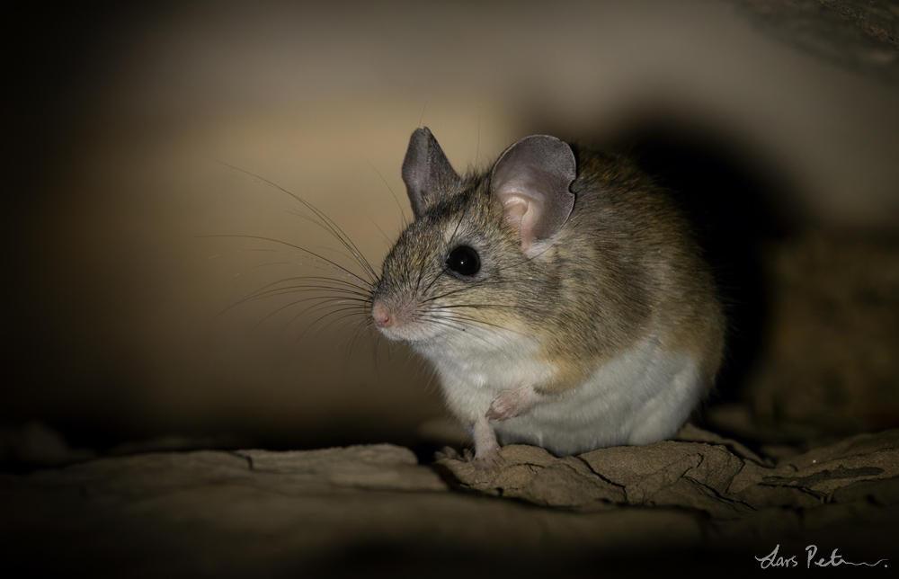 Chaco Leaf-eared Mouse