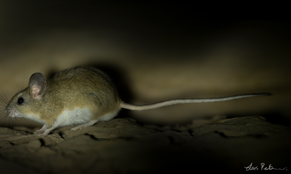 Chaco Leaf-eared Mouse