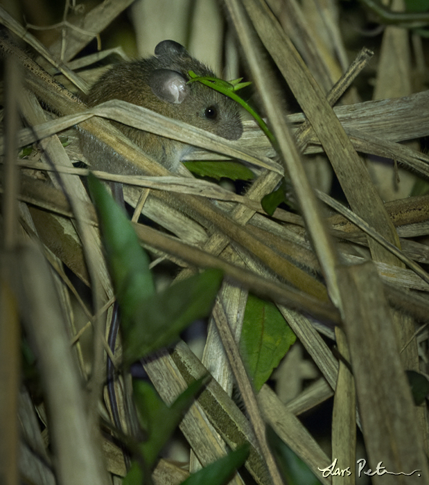 Black-footed Pygmy Rice Rat