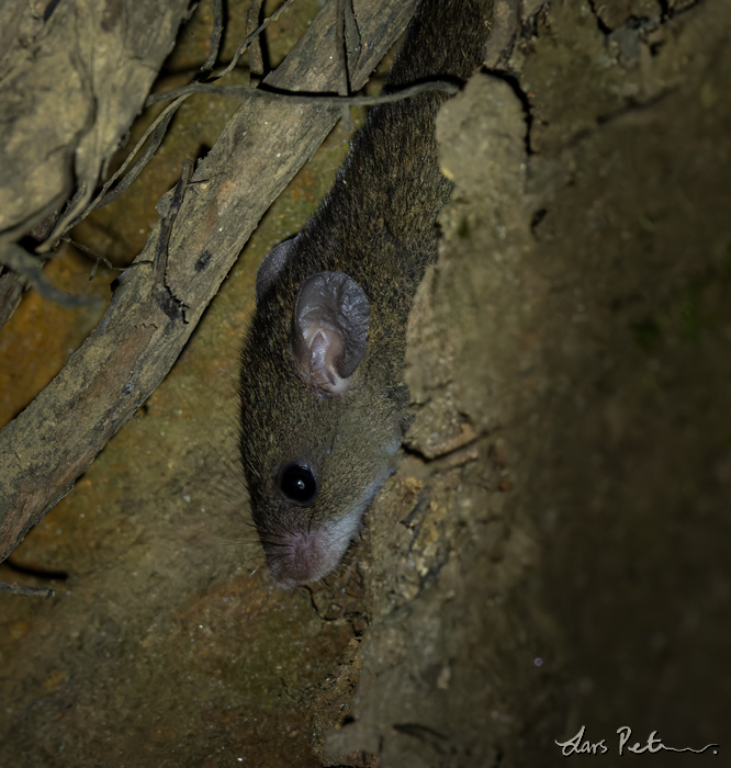 Ceylon Spiny Mouse