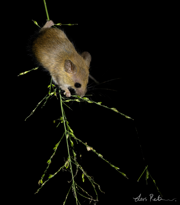 Asiatic Long-tailed Climbing Mouse