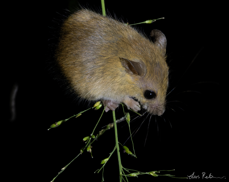Asiatic Long-tailed Climbing Mouse