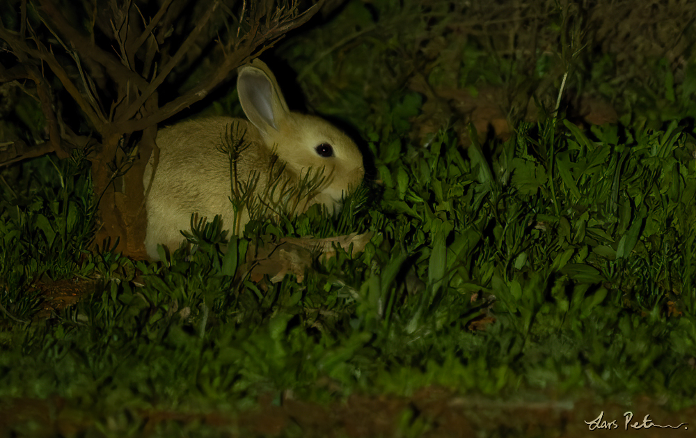 European Rabbit