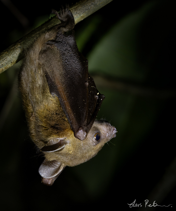 Lesser Short-nosed Fruit Bat