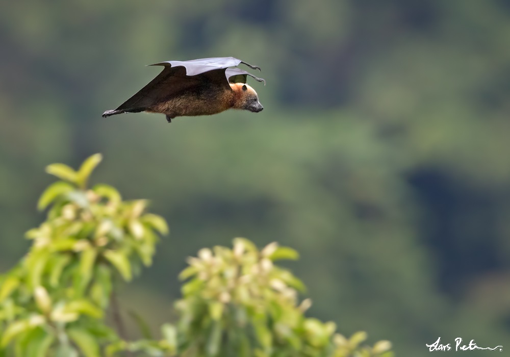 Samoan Flying Fox