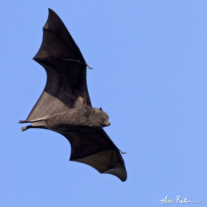 Christmas Flying Fox