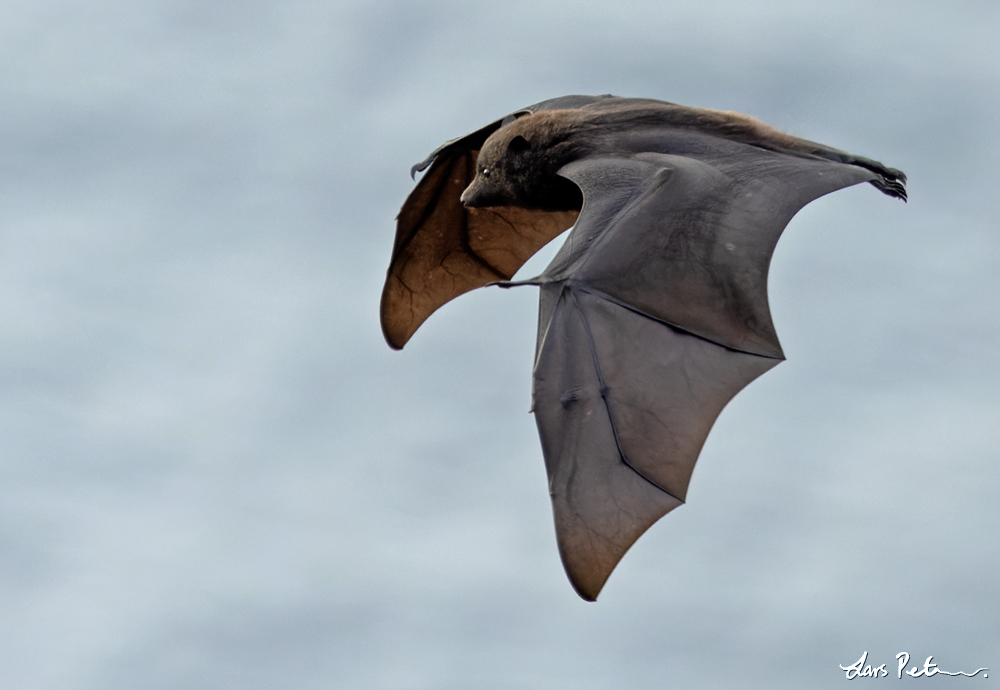 Christmas Flying Fox