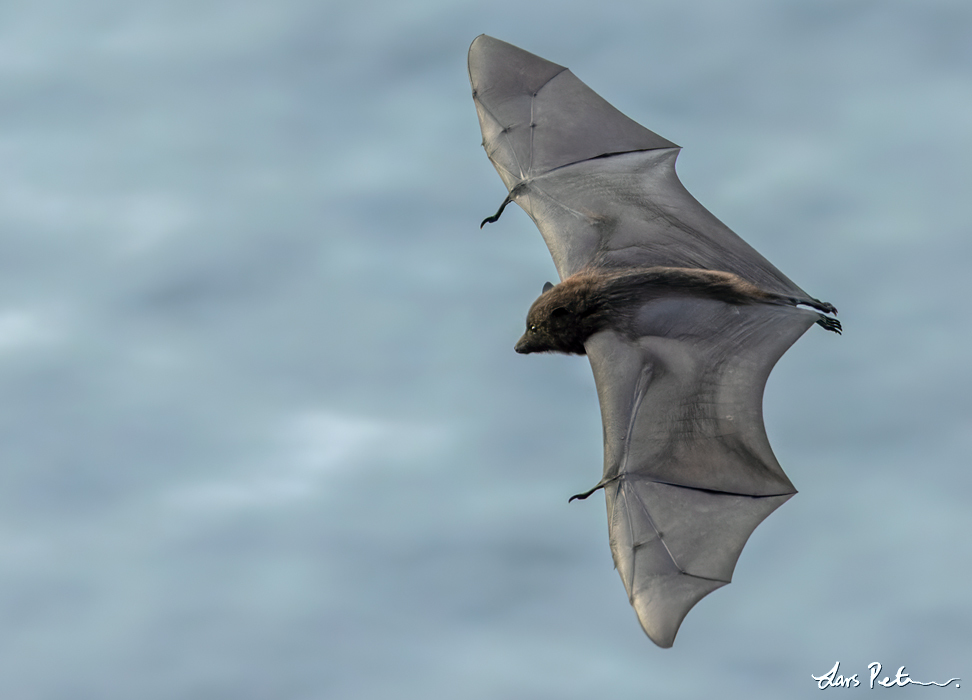 Christmas Flying Fox