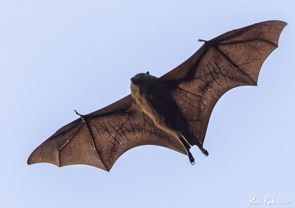 Christmas Flying Fox