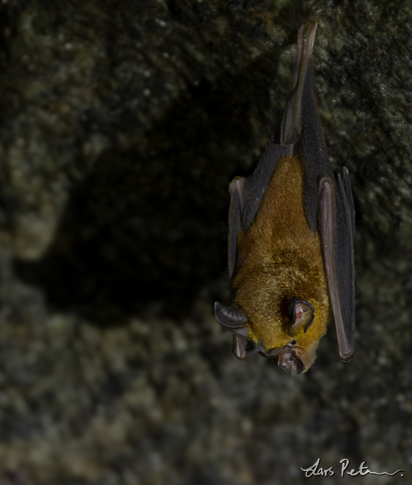 Rufous Horseshoe Bat