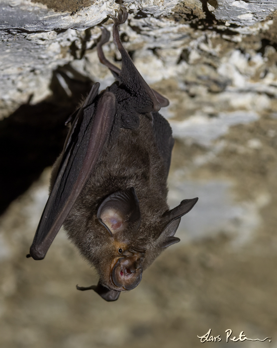 Rufous Horseshoe Bat