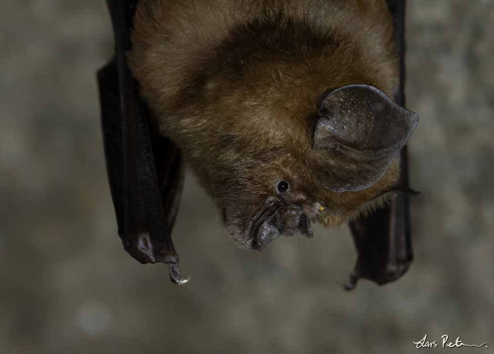 Cantor's Roundleaf Bat