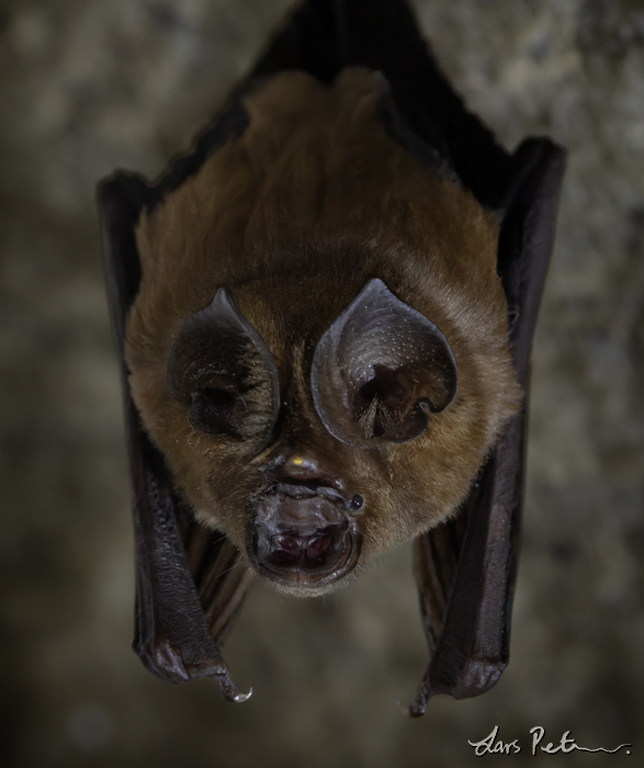 Cantor's Roundleaf Bat