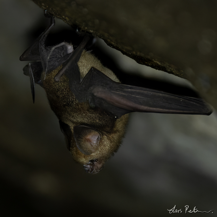 Schneider's Leaf-nosed Bat
