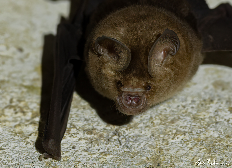 Schneider's Roundleaf Bat