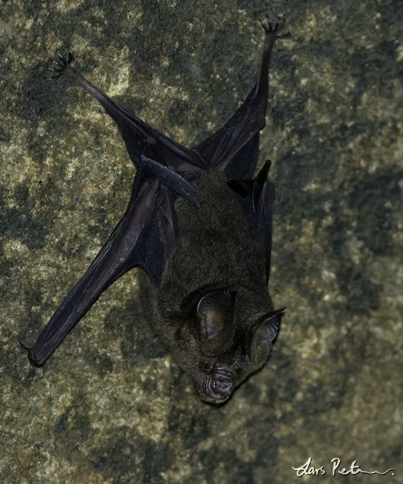 Schneider's Roundleaf Bat