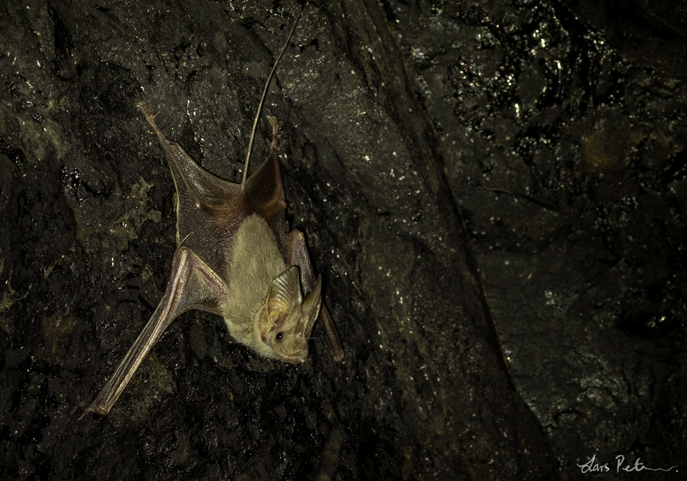Small Mouse-tailed Bat